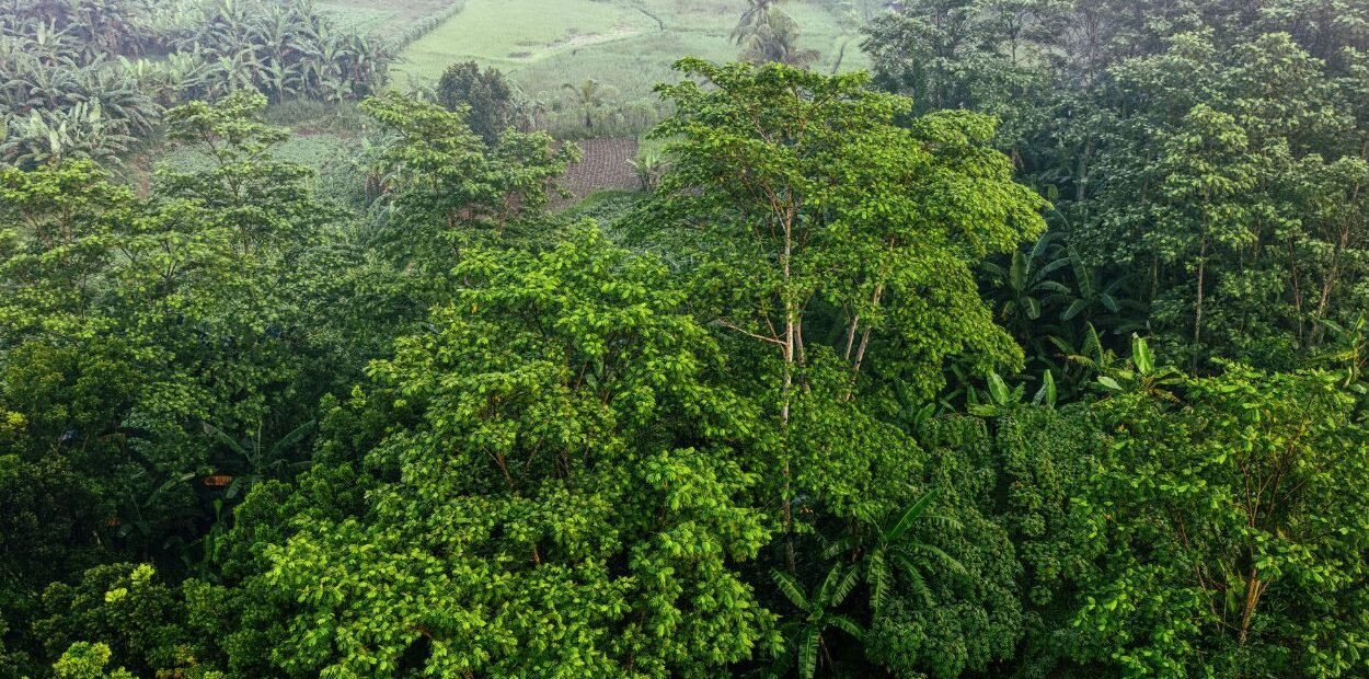 BRIN Ungkap Penemuan 29 Spesies Flora Baru Sepanjang 2025-2026 - KabarJember.com