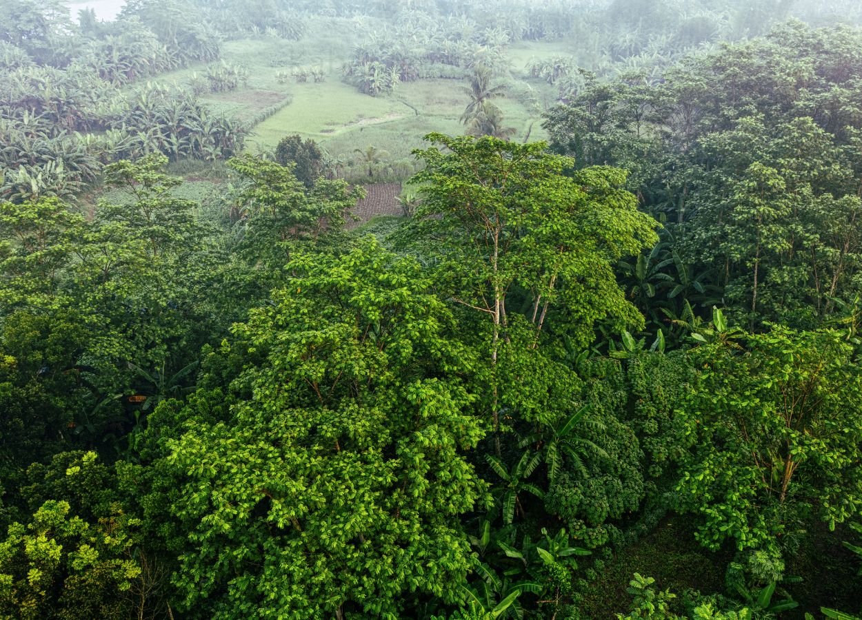 BRIN Ungkap Penemuan 29 Spesies Flora Baru Sepanjang 2025-2026