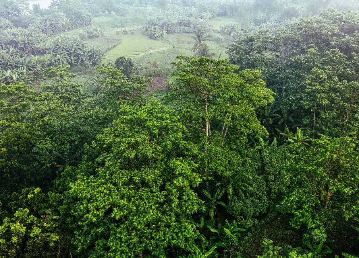 BRIN Ungkap Penemuan 29 Spesies Flora Baru Sepanjang 2025-2026 - KabarJember.com