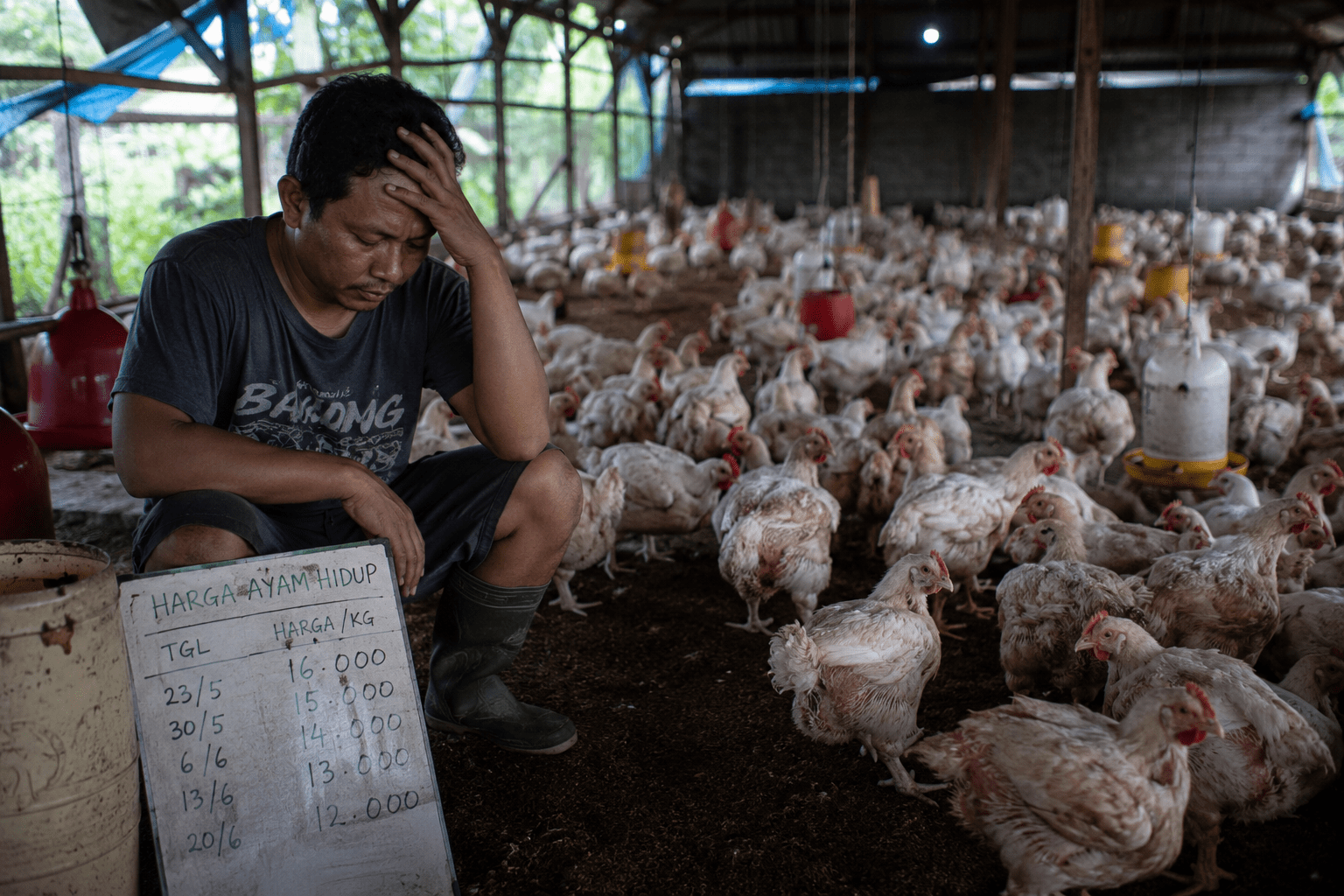 Peternak Rugi, Harga Ayam Tertekan dari Dua Sisi