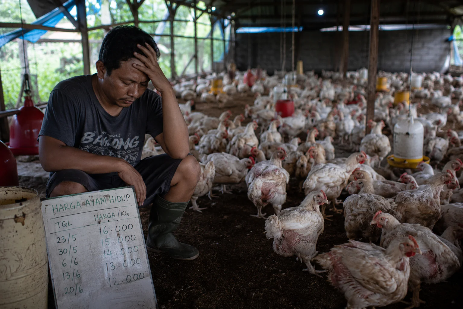 Peternak Rugi, Harga Ayam Tertekan dari Dua Sisi